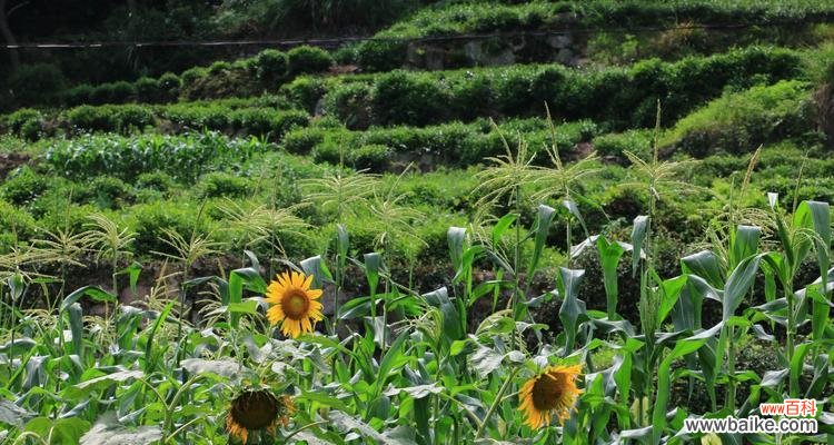 探索自然奇迹 植物的顽强生生不息