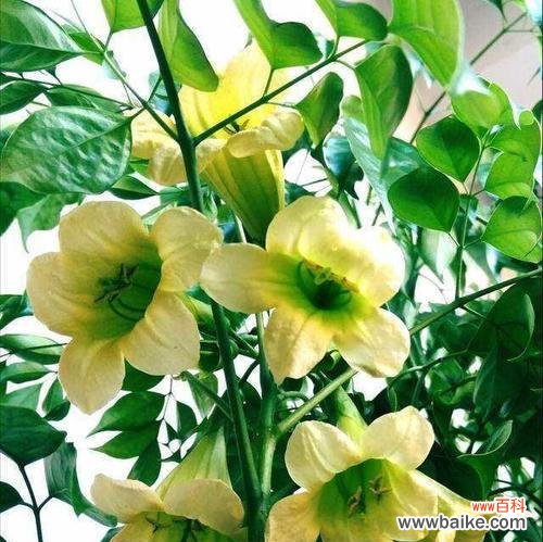 探索自然奇迹 植物的顽强生生不息