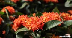 探寻橄榄树作为团结的象征 团结之花