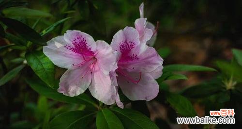 探索友谊之花的种类和意义 友谊长存的植物——象征永恒的情谊