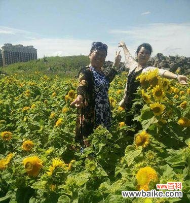 探索友谊之花的种类和意义 友谊长存的植物——象征永恒的情谊