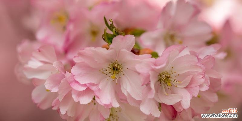 植物与友情的奇妙共生之道 友情长青，以植物为媒