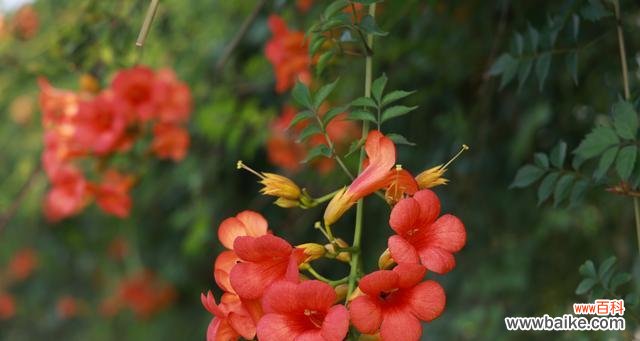 绿色生命的力量与坚韧不拔 阳光向上的植物