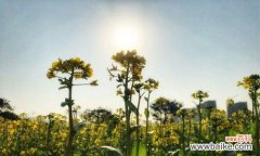 绿色生命的力量与坚韧不拔 阳光向上的植物