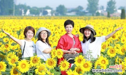 散发光芒的生命力-太阳花 阳光积极向上的植物