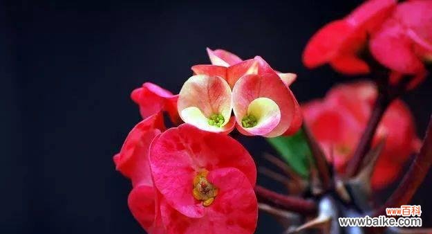 探索植物世界中的忠诚符号 忠诚之花