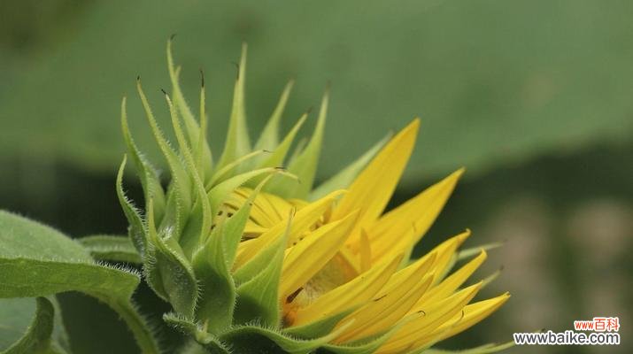探索植物世界中的忠诚符号 忠诚之花
