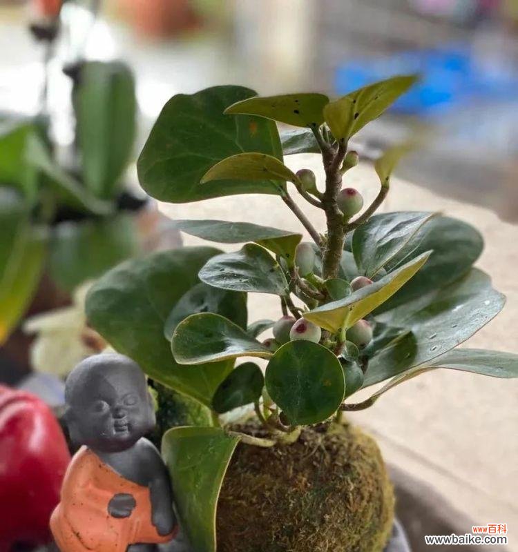 揭示植物中的智慧密码 智慧的象征