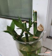 探索自信的花朵世界 以象征自信的植物为主题的文章