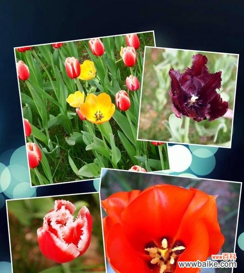 以活力盎然的植物为象征的自然奇观 朝气蓬勃的植物世界