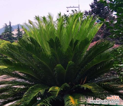 铁树的坚韧与无奈 铁树不开花,寓意深远