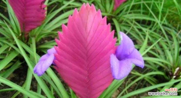 探究铁兰花语及其蕴含的情感世界 铁兰花之美——寓意与象征的深远意义