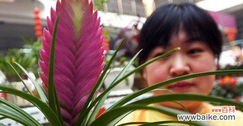 探究铁兰花语及其蕴含的情感世界 铁兰花之美——寓意与象征的深远意义