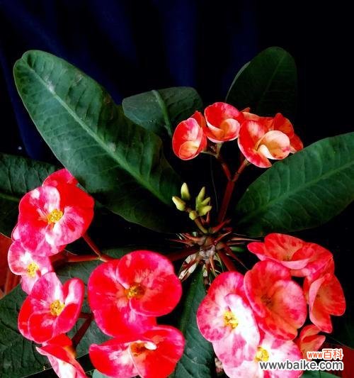 探索铁海棠背后的意义与象征 铁海棠的寓意与象征意义