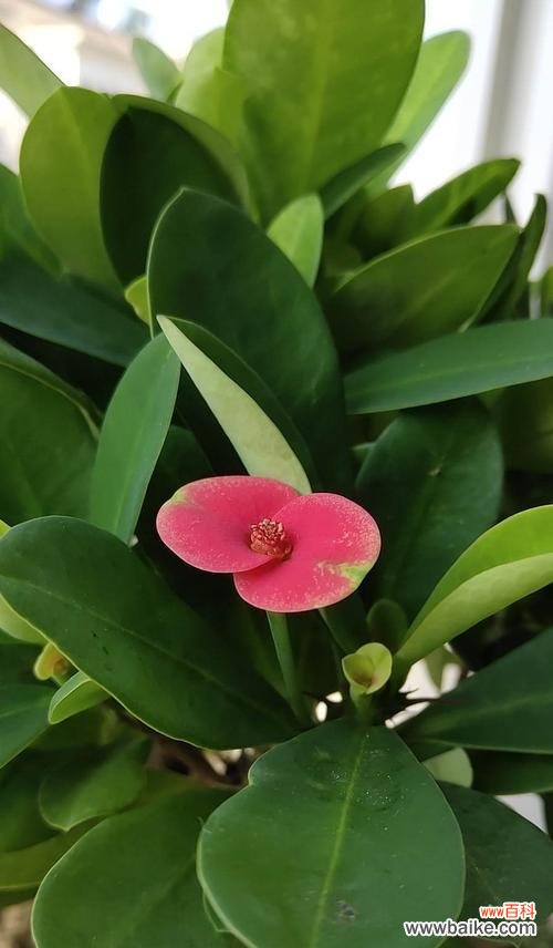 探索铁海棠背后的意义与象征 铁海棠的寓意与象征意义