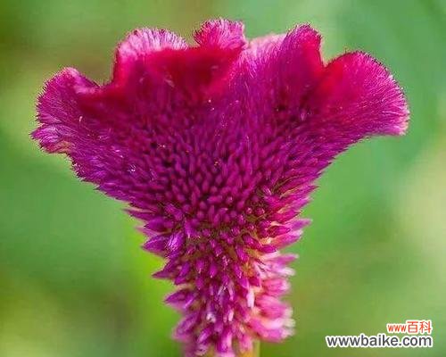 揭秘跳舞草之神奇花语及古老传说 跳舞草的花语和传说