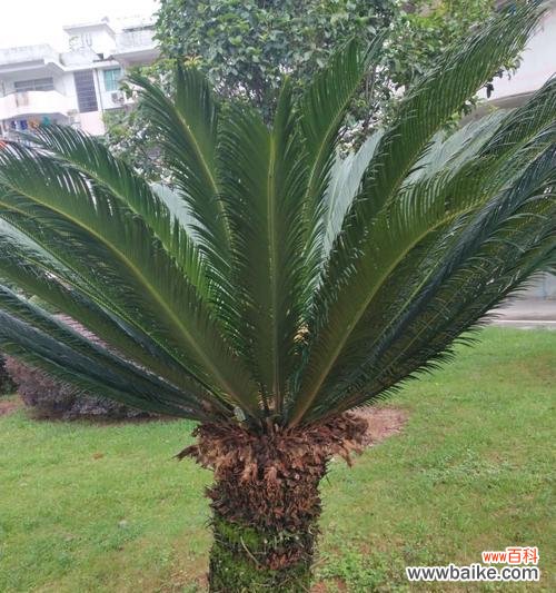 揭开铁树开花的奥秘 铁树开花的神奇之谜