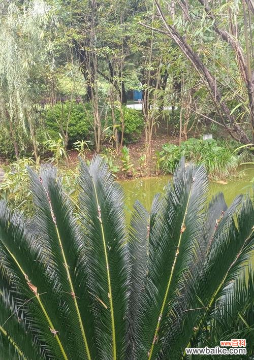 揭开铁树开花的奥秘 铁树开花的神奇之谜