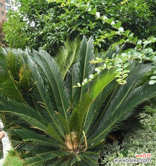 探索铁树的意义 铁树的象征意义与人生哲理