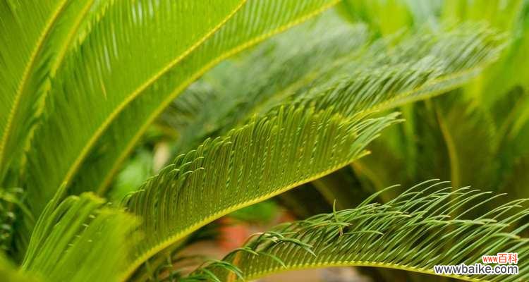 探索铁树的意义 铁树的象征意义与人生哲理