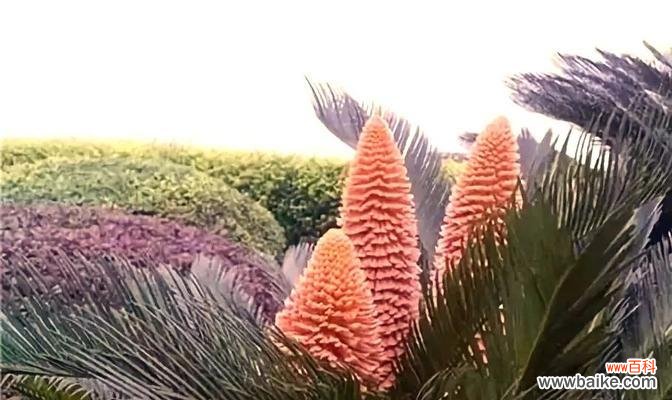 传说中的花语和寓意 铁树花开，祝福绽放