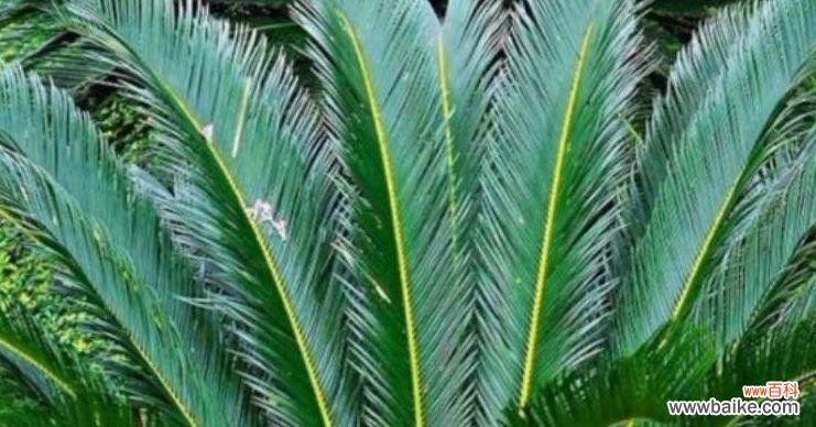 传说中的花语和寓意 铁树花开，祝福绽放