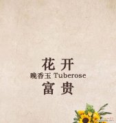 古老的花语传承至今 晚香玉