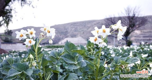 揭示土豆开花的花语和文化内涵 土豆开花的寓意与象征意义
