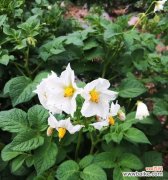 揭示土豆开花的花语和文化内涵 土豆开花的寓意与象征意义