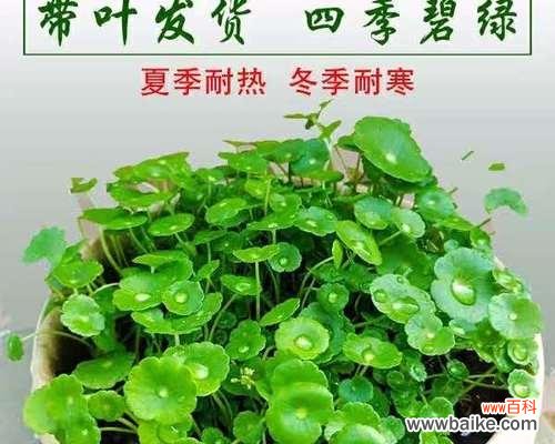 探寻铜钱草的开花奥秘及其象征意义 铜钱草的花期及花语解读