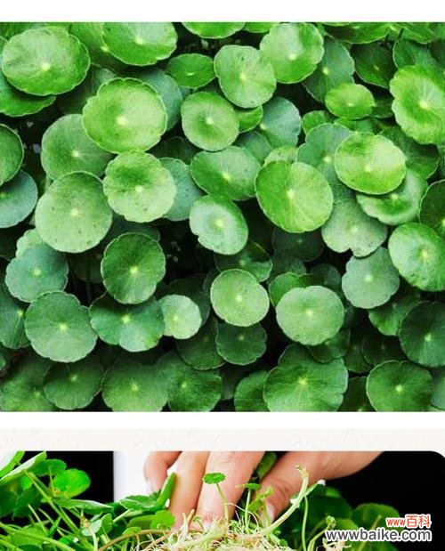 探寻铜钱草的象征意义与生长习性 铜钱草