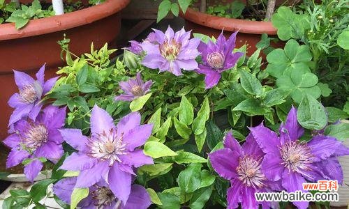 在自强不息中绽放生机 铁线莲的寓意象征