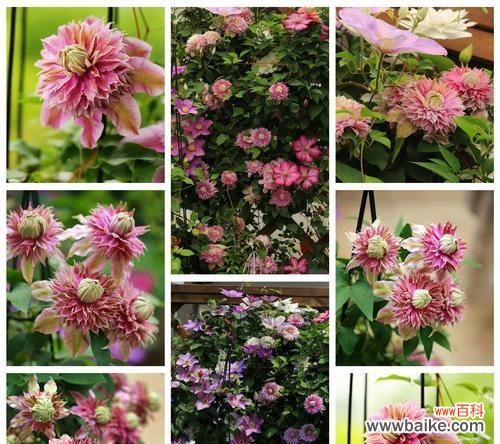 在自强不息中绽放生机 铁线莲的寓意象征