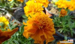 传说中的万寿菊与长寿神话 万寿菊的花语与寓意