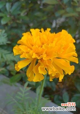 传说中的万寿菊与长寿神话 万寿菊的花语与寓意