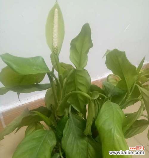 观察万年青开花 万年青开花预示吉祥的象征