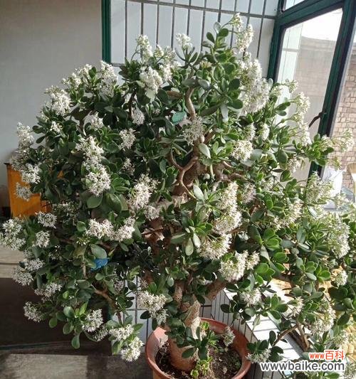 探索万年青开花的神奇之处及其象征意义 万年青开花的意义与影响