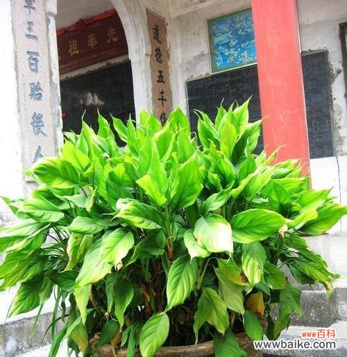 探索万年青开花的神奇之处及其象征意义 万年青开花的意义与影响