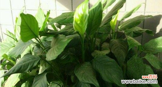 揭示万年青开花的象征意义及其美丽的花朵 万年青花开,寓意长久