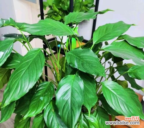 揭示万年青开花的象征意义及其美丽的花朵 万年青花开,寓意长久