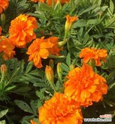 传说中的万寿花与它的花语 万寿菊