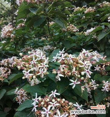 揭示梧桐在十二生肖中的特殊角色 梧桐之象征生肖的蕴含意义