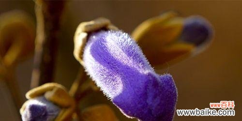 揭示梧桐在十二生肖中的特殊角色 梧桐之象征生肖的蕴含意义