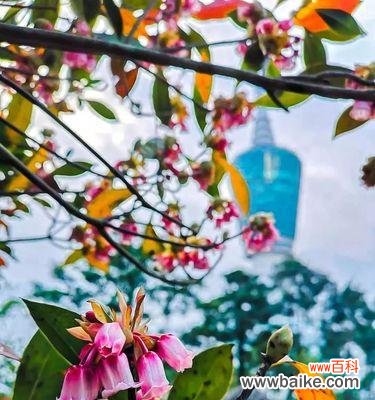 揭示梧桐在十二生肖中的特殊角色 梧桐之象征生肖的蕴含意义