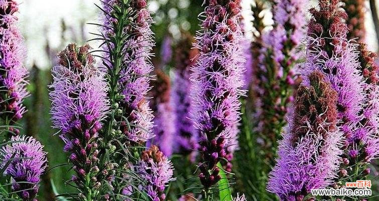 探寻无忧花的深意 无忧花的花语与典故