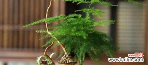 以文竹为媒介 文竹的寓意与象征