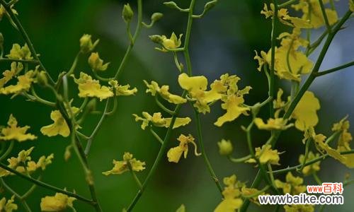 展现爱与温暖的“心灵之花” 以文心兰的花语及意义