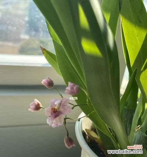 展现爱与温暖的“心灵之花” 以文心兰的花语及意义