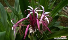 探究文殊兰花语的内涵和象征意义 文殊兰花语的象征与意义