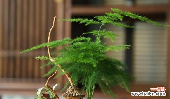 历史传承中的植物奇迹——文竹 探秘文竹的名称由来及花语